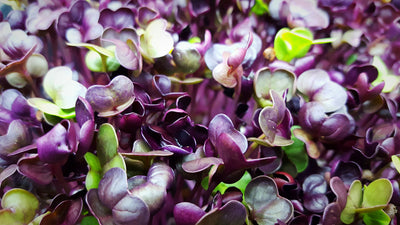 Are Radish Microgreens Healthy? Benefits, Nutrition Facts, and More