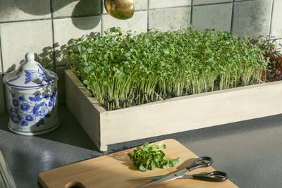 Master the Art of Growing Radish Microgreens: A Comprehensive Guide