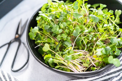 Unveiling the Nutritional Powerhouse: Daikon Radish Microgreens