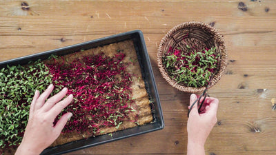 Nailing the Perfect Harvest | When to Harvest Radish Microgreens